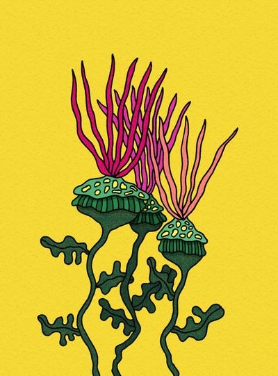 Yellow Miniso Flowers