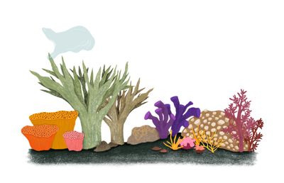 Coral Plastic Pollution